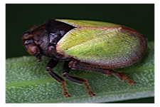 FLOW planthopper fulgoroidea fulgoromorpha insect